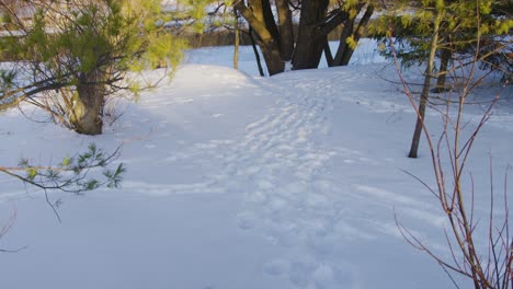 Tilt-up-shot-of-footprints-on-the-ground-in-the-snow,-then-revealing-a-group-of-trees-next-to-the-frozen-river
