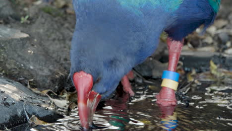 A-Takahe-Bird-Drinks-From-A-Pond-In-South-Island,-New-Zealand
