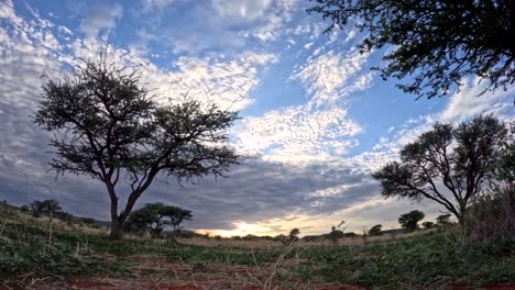 Ein-Kurzer-Zeitraffer-Fängt-Die-Dynamische-Entwicklung-Und-Den-Anmutigen-Tanz-Der-Wolken-über-Der-Atemberaubenden-Afrikanischen-Landschaft-Der-Südlichen-Kalahari-Mit-Akazienbäumen-Im-Bild-Ein