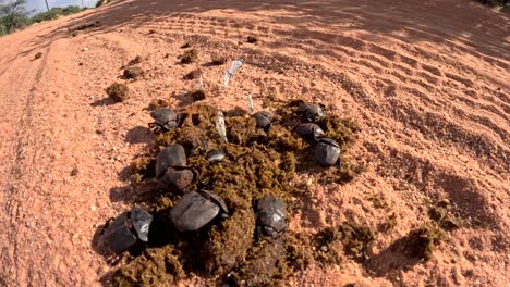 Time-lapse-of-dung-beetles-gathering-herbivore-dung-for-nesting-and-feeding,-playing-a-crucial-role-in-ecosystem-nutrient-recycling