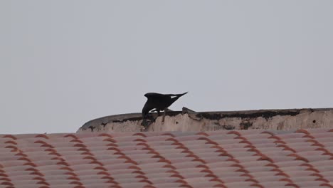 Un-Pájaro-Cuervo-Destruyendo-La-Azotea-De-Un-Edificio-Residencial