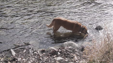 Brown-dog-drinking-water-from-a-river-in-the-wild