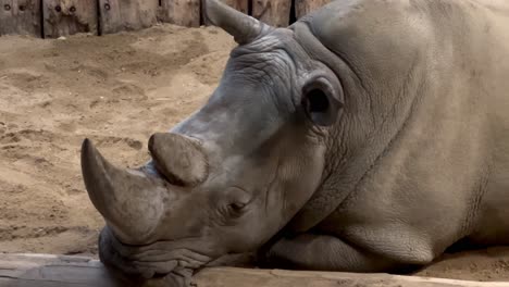 Close-up-portrait-of-tired-Rhinoceros-resting-sandy-terrain-of-zoo-at-daytime,-slow-motion