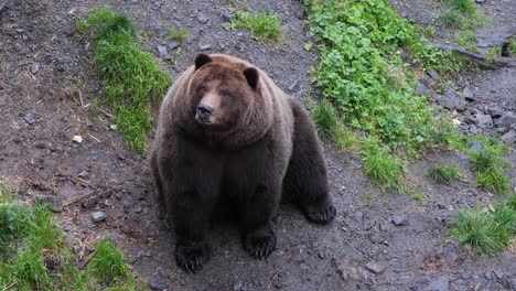 Funny-Brown-bear,-Sitka,-Alaska