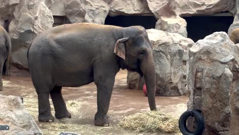 Medium-shot-of-happy-young-Elephant-eating-straw-and-hay-inside-zoo-area,-close-up-slow-motion