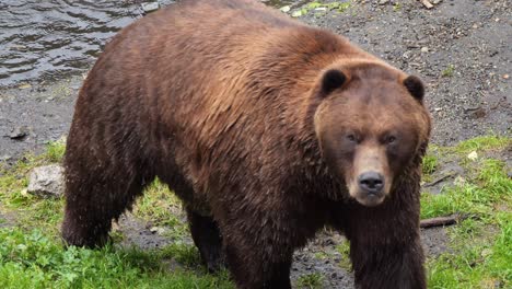 Brown-bear-walking-out-from-the-river,-Alaska