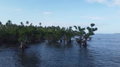 Coastal-mangrove-trees-in-seawater,-close-Drone-dolly