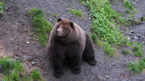 Brown-bear-sitting-down,-Alaska