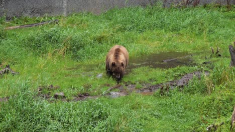 Brown-bear-searching-for-food,-Alaska
