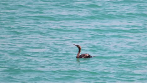 A-great-cormorant-swims-on-the-sea-surface,-searching-for-food
