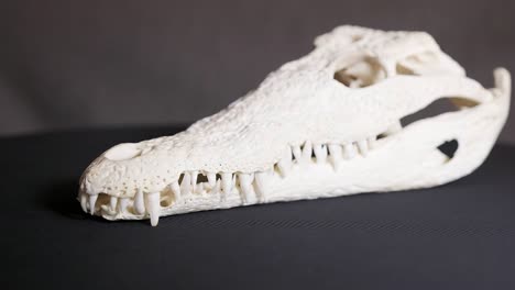 Nile-crocodile-skull-with-teeth-and-impressive-patterns