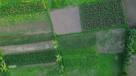 Luftaufnahme-Von-Oben-Nach-Unten-Auf-Lebendige-Tropische-Reisfelder-Und-Ländliche-Nutzpflanzen-In-Catanduanes,-Philippinen