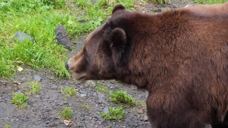 Closeup-of-a-large-male-Brown-bear-walking,-Alaska