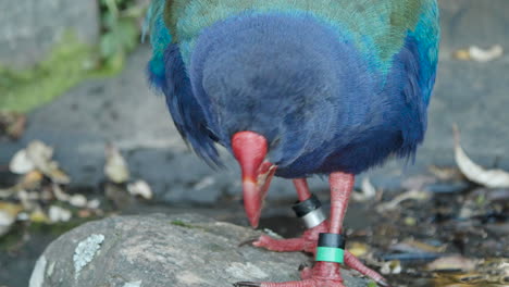 Pájaro-Takahe-De-La-Isla-Sur-Parado-Sobre-Una-Roca