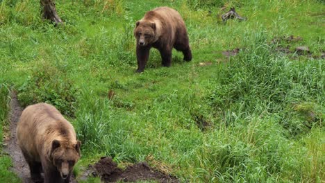 Two-Brown-bears-walking-through-the-grass,-Alaska