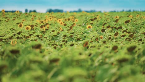 A-farm-field-full-of-ripe-and-still-blooming-sunflowers-under-the-blue-sky