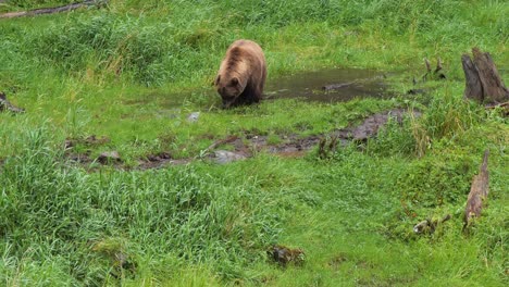 Brown-bear-eating-grass-in-a-small-pond,-Alaska