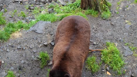 Großer-Männlicher-Braunbär,-Alaska