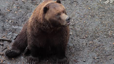 Closeup-of-a-Brown-bear-sitting,-Alaska