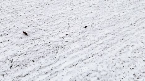 Wildfuchs-Streift-Durch-Die-Schneebedeckte-Winterlandschaft-Auf-Der-Jagd,-Luftübersicht