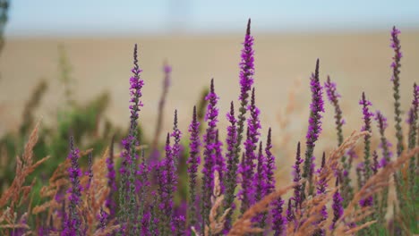 Colorful-blooming-purple-flowers-and-green-and-withered-weeds-and-grasses-in-the-parallax-video