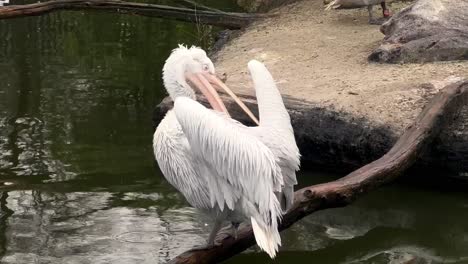Close-up-shot-of-White-Pelican-with-orange-beak-cleaning-feather-while-resting-on-branch-over-pond,-slow-motion
