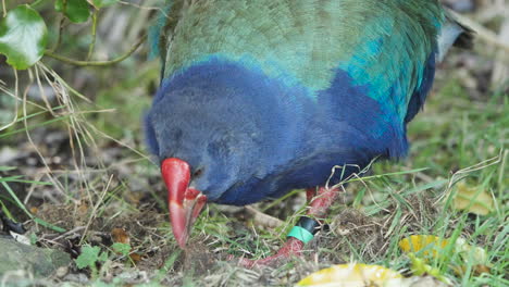 Pájaro-Takahe-Alimentándose-En-El-Suelo-En-Nueva-Zelanda