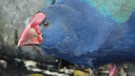 Closeup-Of-South-Island-Takahe-Bird-Drinking-Water-In-New-Zealand