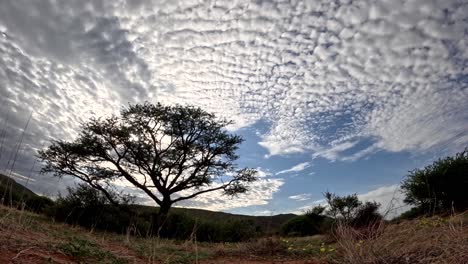 Dieser-Kurze-Zeitraffer-Fängt-Die-Dynamische-Entwicklung-Und-Den-Anmutigen-Tanz-Der-Wolken-über-Der-Atemberaubenden-Afrikanischen-Landschaft-Der-Südlichen-Kalahari-Ein-Und-Zeigt-Einen-Wunderschönen-Akazienbaum-Im-Vordergrund