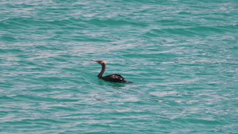 A-great-cormorant-swims-on-the-sea-surface,-searching-for-food