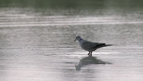 An-African-Collared-Dove-delicately-drinking-water-from-a-fountain-pond-in-Abu-Dhabi,-United-Arab-Emirates