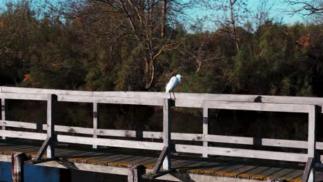 White-plumage,-slender-body,-long-neck-and-legs-of-the-elegant-Egret