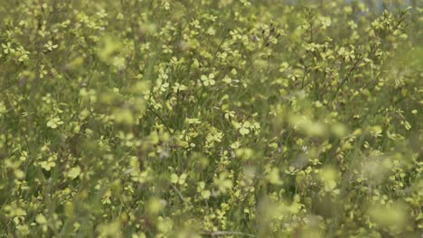 Yellow-flowers-field,-rural-shot