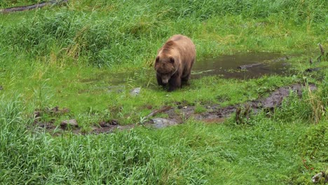 Brown-bear-grazing-grass-in-a-small-pond,-Alaska