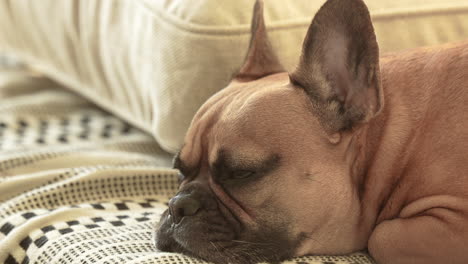 A-close-up-of-a-thoughtful-French-Bulldog-lying-down,-its-face-resting-on-a-patterned-blanket,-capturing-the-quiet-moment-and-the-pet's-pensive-expression