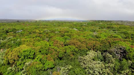 Einheimischer-Wald-In-Der-Nähe-Des-Kilauea-Vulkans-Auf-Lavafeldern-Mit-Regenbogen-Im-Hintergrund