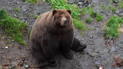 Brown-bear-sitting-and-making-funny-face,-Alaska