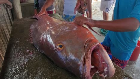 Pescador-Corta-Y-Limpia-Pargo-Cubera-Recién-Capturado-En-El-Mercado-De-Pescado,-Cultura-Caribeña