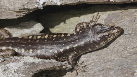 Distinctive-Otago-Skink-Lizard-Endemic-In-South-Island,-New-Zealand