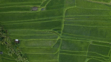 A-captivating-aerial-view-of-the-mesmerizing-rice-fields-of-Bali,-presenting-a-symphony-of-green-hues-and-cultural-significance