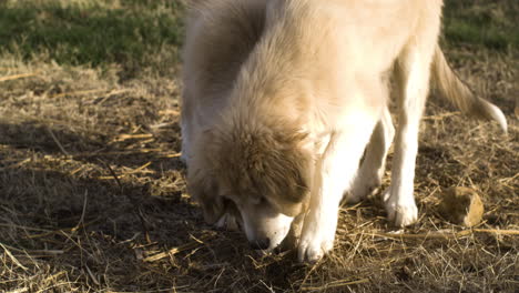 Slowmo-closeup-of-Anatolian-Shepherd-dog-mixed-with-Great-Pyrenees-playing