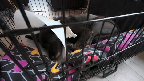 recovering-dog-family-pet-in-cage-recovering-after-operation-with-protective-collar-with-stitches-in-rear-leg