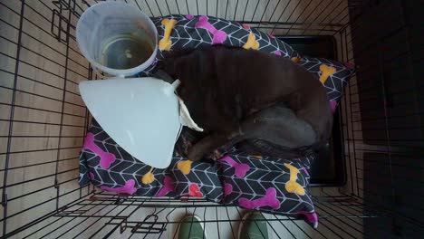 recovering-dog-after-surgery-family-pet-in-cage-sleeping-and-on-the-mend-and-happy