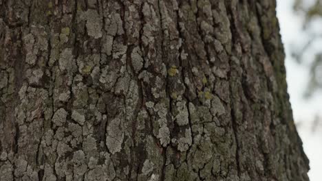 Texture-Of-Tree-Bark-In-The-Woods