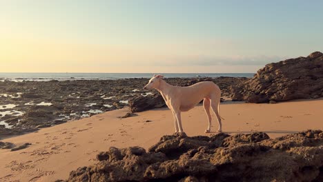 A-white-canine-stands-on-a-rough-coastal-landscape,-as-the-low-angle-evening-sun-crafts-an-atmospheric-glow