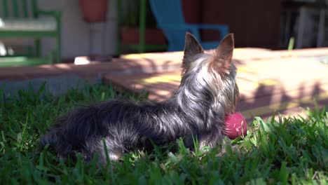 Yorkie-laying-on-the-grass-with-a-red-ball