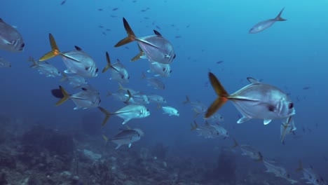 Ein-Fischschwarm-Mit-Großaugenmakrele-Und-Einigen-Anderen-Tropischen-Fischen