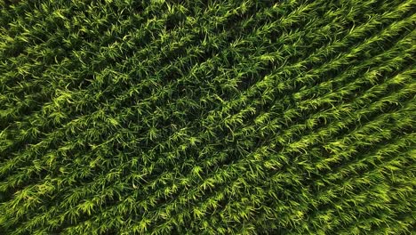parallel-agriculture-pattern-scenic-aerial-view-landscape-of-rice-farm-in-Iran-Gilan-scenic-background-local-people-life-work-on-land-farmer-plant-rice-in-spring-harvest-season-in-summer-drone-shot