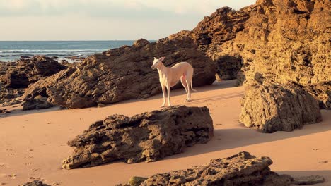 Der-Weiße-Hund-Steht-Majestätisch-Auf-Dem-Zerklüfteten-Küstengelände,-Wo-Die-Kunst-Des-Sonnenuntergangs-Ein-Bezauberndes,-Atmosphärisches-Leuchten-In-Die-Landschaft-Malt