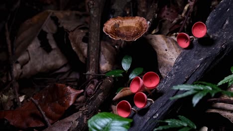 Camera-zooms-out-revealing-this-colorful-ensemble-of-the-Red-Cup-Fungi-or-Champagne-Mushroom-Cookeina-sulcipes,-Thailand